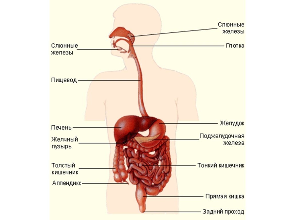 Глотка органы пищеварения. Пищеварительная система анатомия органов пищеварения. Строение желудочно-кишечного тракта анатомия.