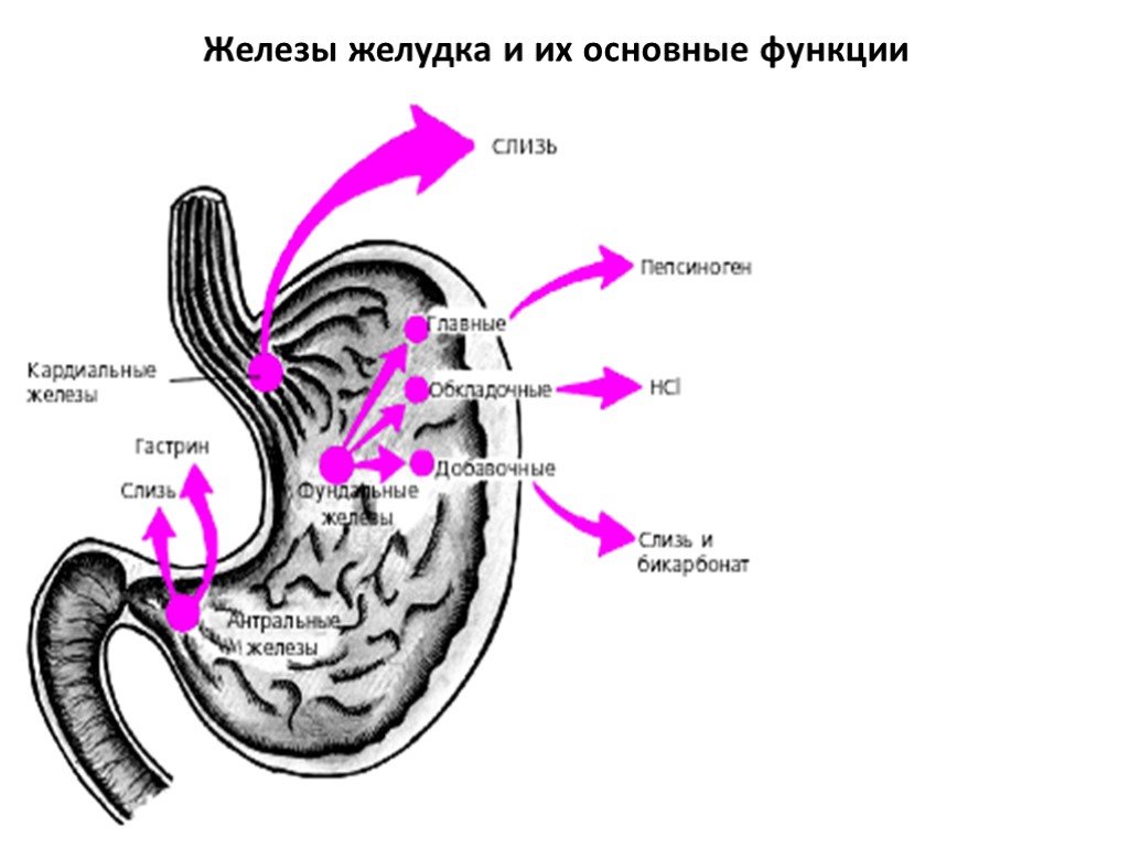 Основная функция желудка. Секреторные зоны желудка. Железы желудка строение. Функции желудка. Основные клетки желудка.