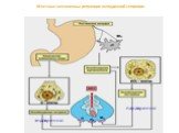 Местные механизмы регуляции желудочной секреции. эндокринно паракринно
