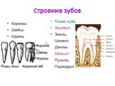 Строение зубов. Коронка Шейка Корень. Ткани зуба. Твердые: Эмаль, Цемент, Дентин. Мягкие: Пульпа, Периодонт.