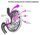 Железы желудка и их основные функции