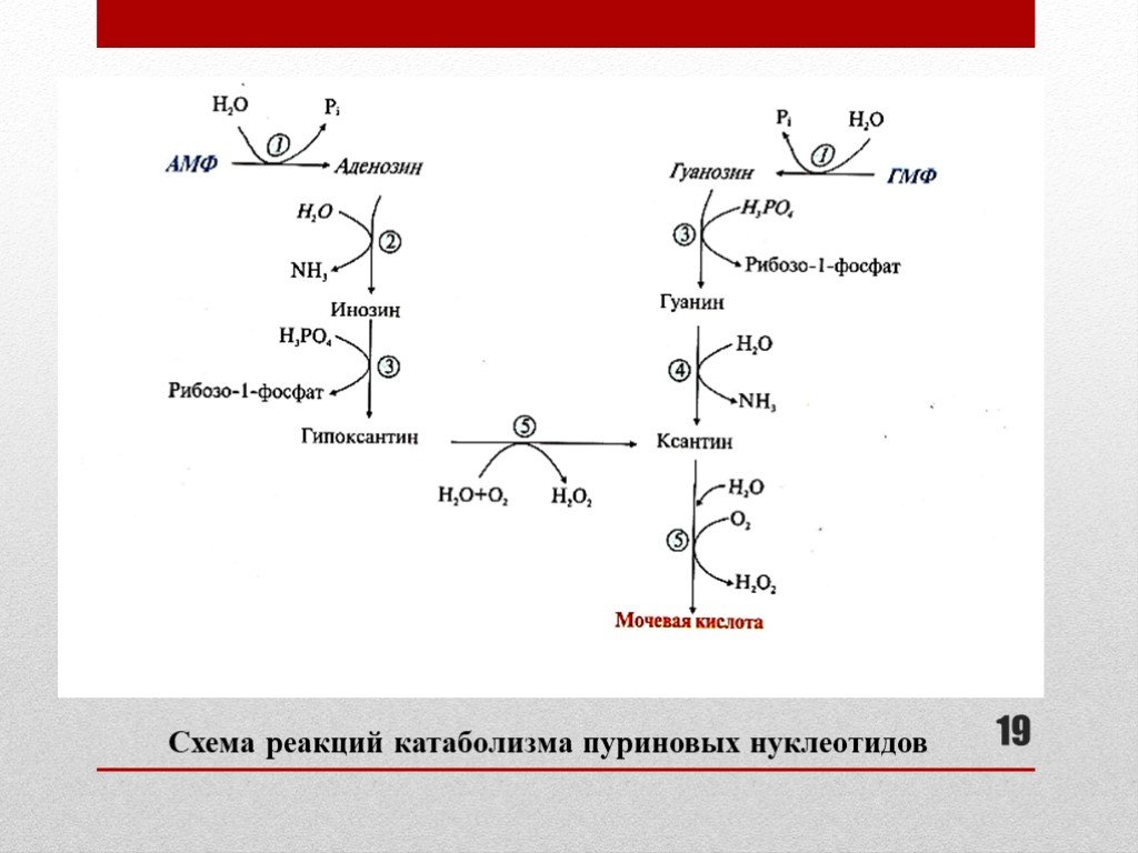 Распад пуриновых. Схема катаболизма пуриновых нуклеотидов биохимия. Схема синтеза мочевой кислоты. Катаболизм пуриновых нуклеотидов.