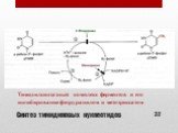 Синтез тимидиловых нуклеотидов. Тимидилсинтазный комплекс ферментов и его ингибирование фторурацилом и метотрексатом