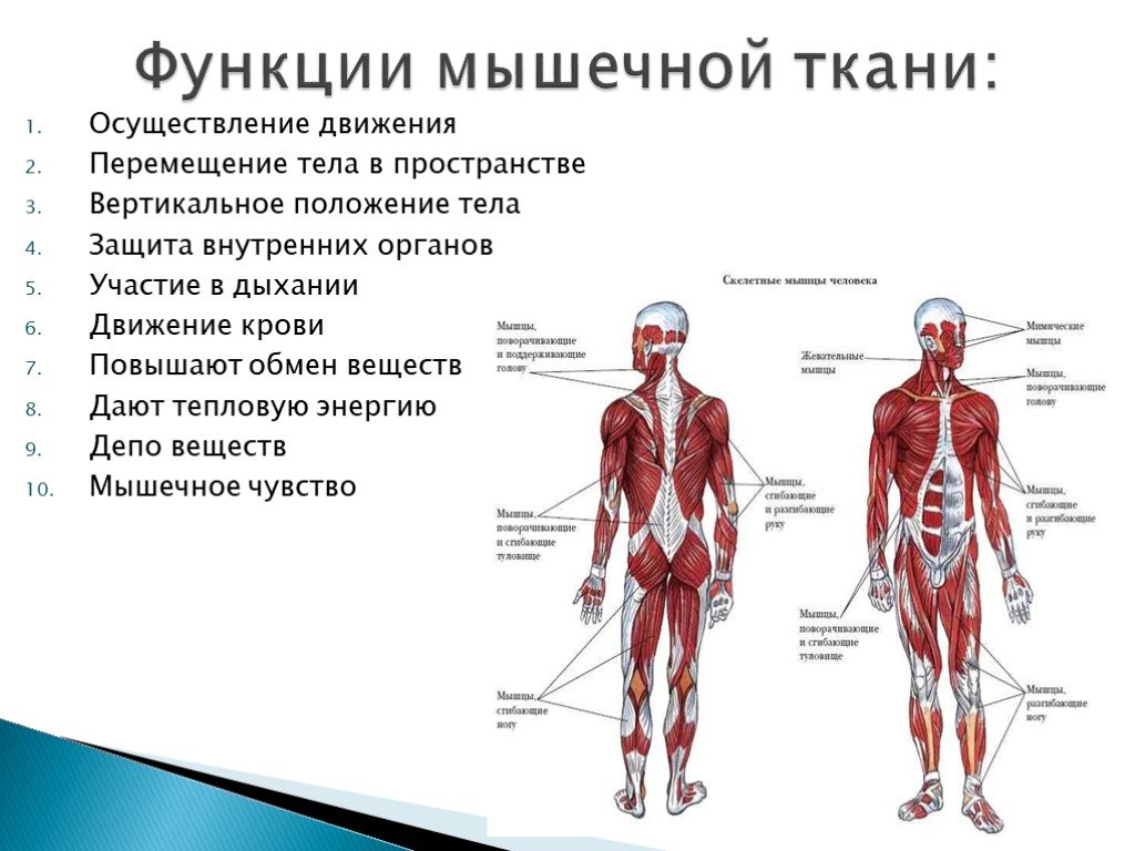 Какое количество мышц у человека. Основные функции мышечной ткани в организме. Основные функции мышечной ткани человека. Функции мышечной ткани 8 класс. Мышечная ткань строение функции расположение.