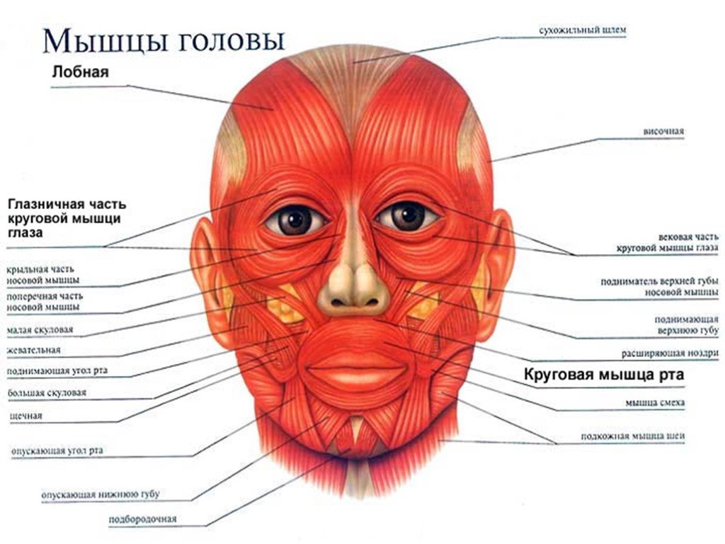 Верхняя часть лба. Мимические мышцы анатомия человека. Мимические мышцы лица и шеи анатомия. Мимические мышцы крепятся к коже лица. Мышцы головы мимические и жевательные.