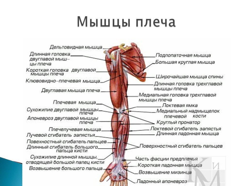 Кости предплечий болят