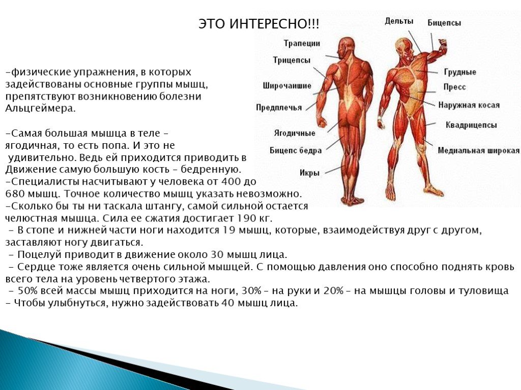 Частью каких систем является человек. Физиология мышц. Анатомия и физиология мышц. Основные группы мышц. Крупные мышцы в теле человека.