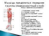 Мышцы предплечья: передняя группа (поверхностный слой). Мышцы предплечья (вид спереди): 1 — двуглавая мышца плеча; 2 — плечевая мышца; 3 — сухожилие двуглавой мышцы плеча; 4 — апоневроз двуглавой мышцы плеча; 5 — круглый пронатор; 6 — плечелучевая мышца; 7 — лучевой сгибатель кисти; 8 — локтевой сги