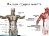 Мышцы груди и живота.