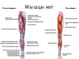 Мышцы ног Вид спереди Вид сзади