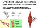 Головка- короткое сухожилие, начало мышцы. Малоподвижная часть. Брюшко- основная мышечная часть. Хвост- прикрепление мышцы к подвижным костям. Фасция-оболочка или капсула мышцы ( защита, питание). Строение мышцы, как органа