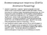 Анемоновидные георгины (Dahlia Anemone-flowering). имеют соцветия с одним -тремя рядами плоских лепестков и крупными трубчатыми цветками. очень похожи по своему виду на махровые анемоны, за что и получили свое название. Центр цветка представляет собой «набитую подушечку», состоящую из длинных трубча