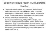 Воротничковые георгины (Colarette Dahlia). Соцветия имеют один ряд крупных лепестков и один ряд коротких,окружаюших диск, подобно воротничку. Цветы этой группы сейчас в большой моде. Очень красивы и пригодны как срезочные. Длина лепестков внутреннего ряда, расположенного вокруг открытого центра, как