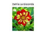 Dahlia La Gioconda