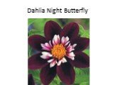 Dahlia Night Butterfly