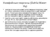 Нимфейные георгины (Dahlia Water-lily). иногда их еще называют лотосовидные георгины, одни из самых красивых георгин среди всех существующих групп. Получили свое название благодаря тому, что распустившийся цветок георгины очень похож на распустившийся цветок водяной лилии – нимфеи. Цветок у них крас