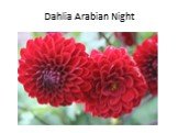 Dahlia Arabian Night