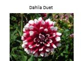 Dahlia Duet