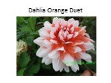 Dahlia Orange Duet