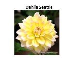 Dahlia Seattle