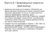 Группа 6 – Шаровидные георгины (Ball Dahlia). довольно высокие кусты георгин этой группы во время цветения буквально усыпаны симпатичными цветками диаметром 10-16 см. В зависимости от сорта на шаровидных георгинах могут одновременно распускаться до 25 цветков, каждый из которых благодаря своим плотн