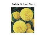 Dahlia Golden Torch