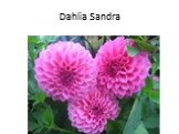 Dahlia Sandra