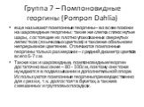 Группа 7 – Помпоновидные георгины (Pompon Dahlia). еще называют помпонные георгины – во всем похожи на шаровидные георгины: такие же слегка сплюснутые шары, состоящие из плотно упакованных свернутых лепестков (язычковых цветков) и такое же обильное и непрерывное цветение. Отличаются помпонные георги