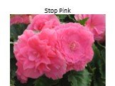 Stop Pink