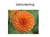 Dahlia Bantling