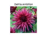 Dahlia Ambition