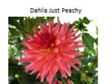 Dahlia Just Peachy