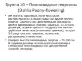 Группа 10 – Пионовидные георгины (Dahlia Peony-flowering). отя и очень красивые, но не так сильно распространены в наших садах как другие группы георгин. Цветки у них действительно похожи на цветки древовидных пионов: крупные, 10-20 см в диаметре, в центе цветка – «подушка» из желтых трубчатых лепес