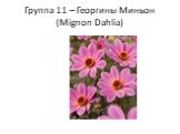 Группа 11 – Георгины Миньон (Mignon Dahlia)