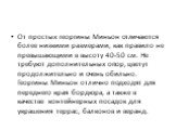 От простых георгины Миньон отличаются более низкими размерами, как правило не превышающими в высоту 40-50 см. Не требуют дополнительных опор, цветут продолжительно и очень обильно. Георгины Миньон отлично подходят для переднего края бордюра, а также в качестве контейнерных посадок для украшения терр