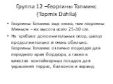 Группа 12 –Георгины Топмикс (Topmix Dahlia). Георгины Топмикс еще ниже, чем георгины Миньон – их высота всего 25-30 см. Не требуют дополнительных опор, цветут продолжительно и очень обильно. Георгины Топмикс отлично подходят для переднего края бордюра, а также в качестве контейнерных посадок для укр