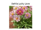 Dahlia Lucky Love