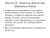 Группа 13 – Георгины Дахлинова (Dahlianova Dahlia. новая группа популярных в последнее время низкорослых георгин. От георгин Топмикс отличается махровостью цветка: имеют плоские лепестки (язычковые цветки), слегка закрученные и отогнутые к стеблю, что делает его необыкновенно пышным. Высота георгины