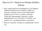 Группа 14 – Георгины Гелери (Gallery Dahlia. еще одна группа популярных в последнее время низкорослых георгин. Цветок у георгин Гелери полностью махровый, диаметром 6-10 см, имеет плоские лепестки (язычковые цветки), слегка закрученные и отогнутые к стеблю, что делает его необыкновенно пышным. Высот