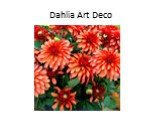 Dahlia Art Deco