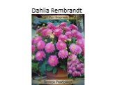 Dahlia Rembrandt