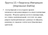 Группа 15 – Георгины Импрешен (Impression Dahlia). популярная в последнее время низкорослая разновидность воротничковых георгин. Форма цветка хотя и немахровая, но очень оригинальная: состоит из двух рядов принципиально разных по форме, размеру и окраске лепестков (язычковых цветков).