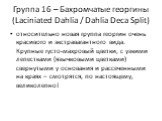 Группа 16 – Бахромчатые георгины (Laciniated Dahlia / Dahlia Deca Split). относительно новая группа георгин очень красивого и экстравагантного вида. Крупные густо-махровый цветки, с узкими лепестками (язычковыми цветками) свернутыми у основания и рассеченными на краях – смотрятся, по настоящему, вел