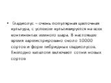 Гладиолус – очень популярная цветочная культура, с успехом культивируется на всех континентах земного шара. В настоящее время зарегистрировано около 10000 сортов и форм гибридных гладиолусов. Ежегодно каталоги включают сотни новых сортов