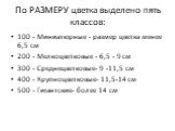 По РАЗМЕРУ цветка выделено пять классов: 100 - Миниатюрные - размер цветка менее 6,5 см 200 - Мелкоцветковые - 6,5 - 9 см 300 - Среднецветковые- 9 -11,5 см 400 - Крупноцветковые- 11,5-14 см 500 - Гигантские- более 14 см