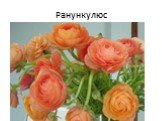 Ранункулюс