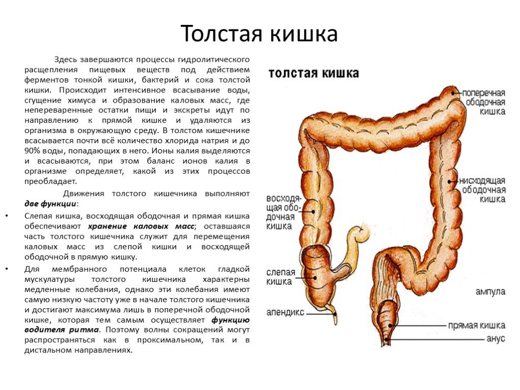 Тонкий кишечник и печень. Железы Толстого кишечника строение. Пищеварительная функция Толстого кишечника. Строение, функции и пищеварение в толстом кишечнике. Пищеварительная функция Толстого кишечника человека.