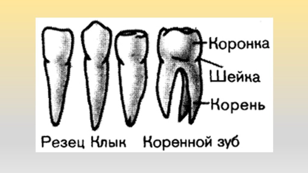 Большие резцы зубы. Резец клык моляр премоляр. Моляры премоляры резцы клыки у человека. Зубы клыки моляры. Зубы человека резцы клыки коренные.