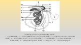 Схема строения и хода кишечника у свиньи: 1 – прямая кишка; 2 – нисходящее колено ободочной кишки; 3 – поперечное колено ободочной кишки; 4 – восходящее колено ободочной кишки; 5 – слепая кишка; 6 – подвздошная кишка; 7 – тощая кишка; 8 – двенадцатиперстная кишка; 9 –желудок; 14 – ободочная артерия