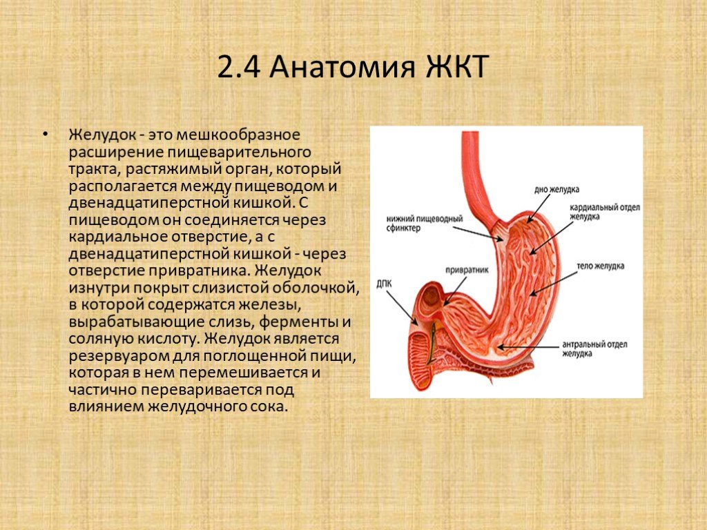 Тонкий желудок строение. Анатомия желудка антральный отдел. Желудок анатомия и физиология человека. Строение желудка физиология.